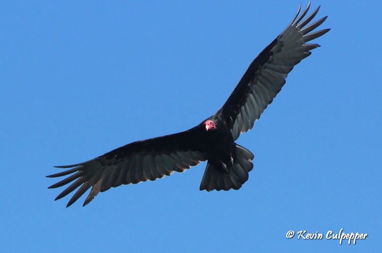 Turkey Vulture