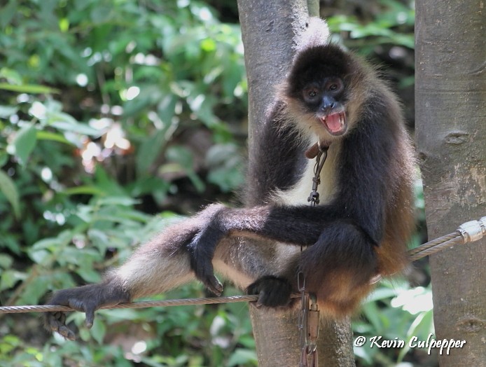 Spider Monkey