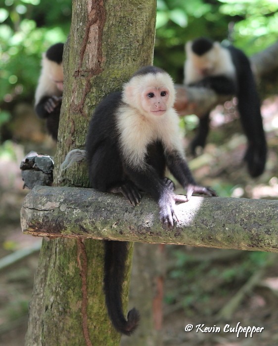 White-faced Capuchin