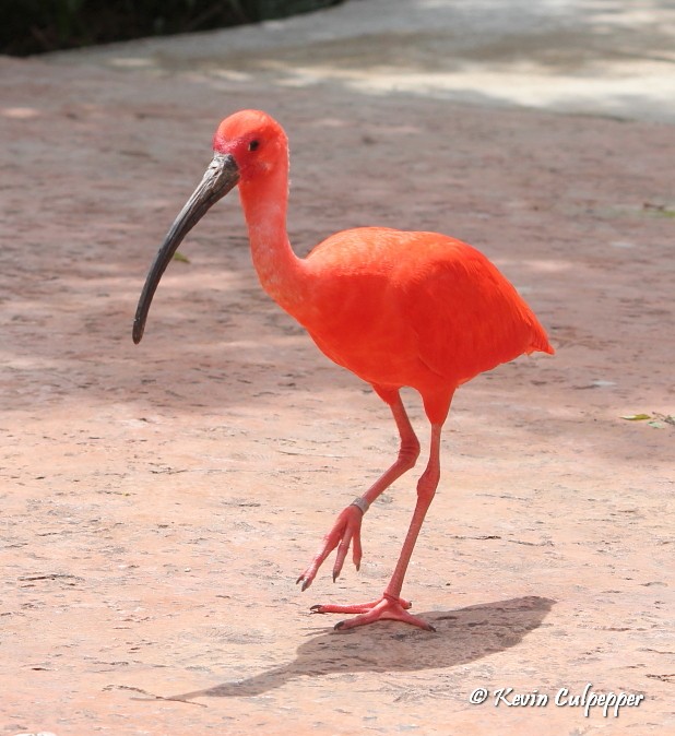 Scarlet Ibis