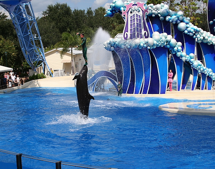 False Killer Whale