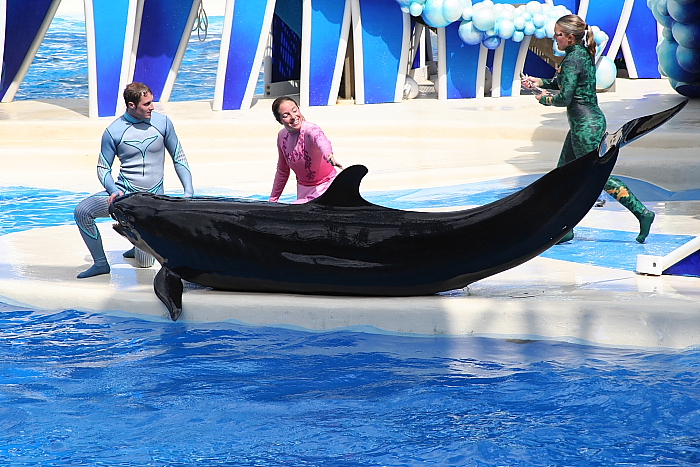 False Killer Whale