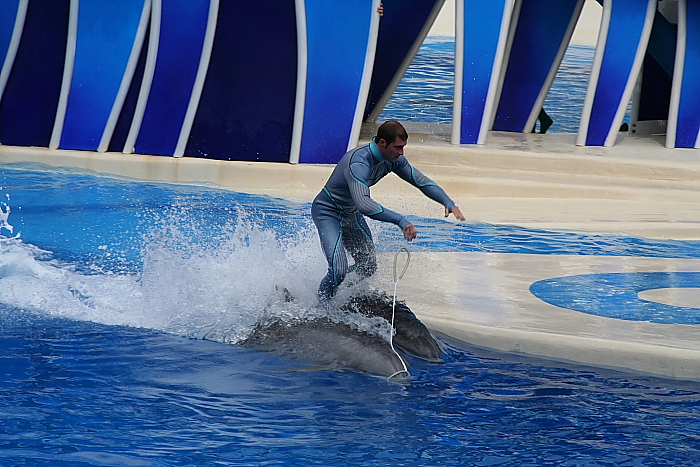 Dolphin Skiing
