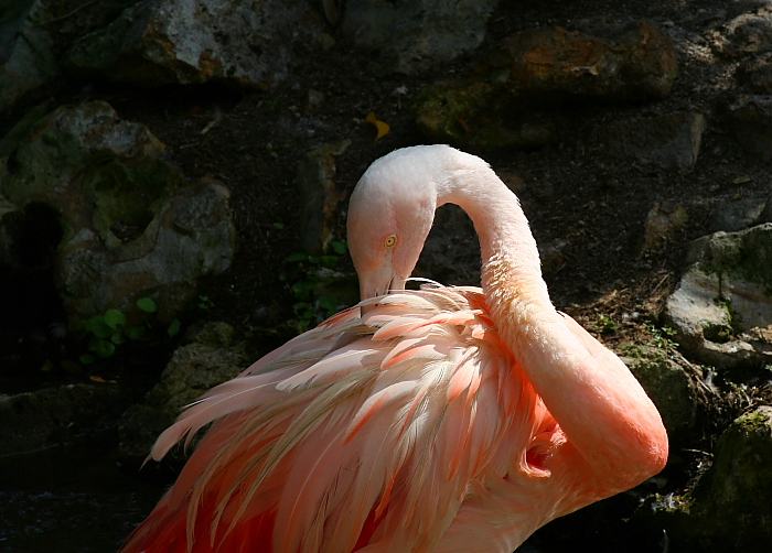 Flamingo