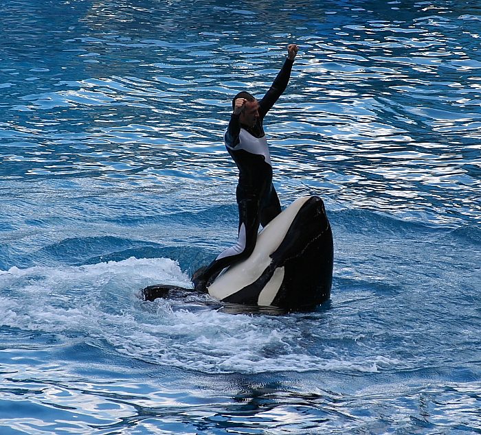 Killer whale