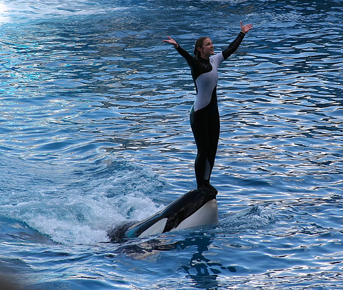 Killer whale