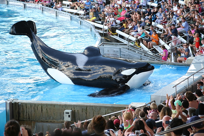 Killer Whale Shamu
