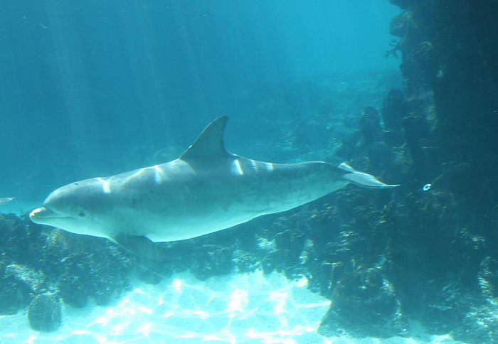 Dolphin