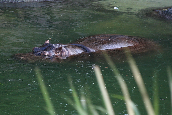 Hippo