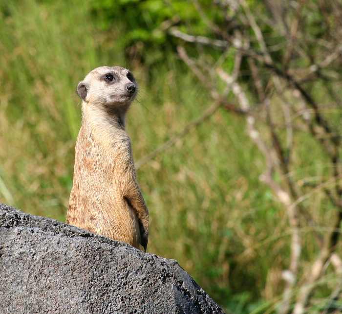 Meerkat