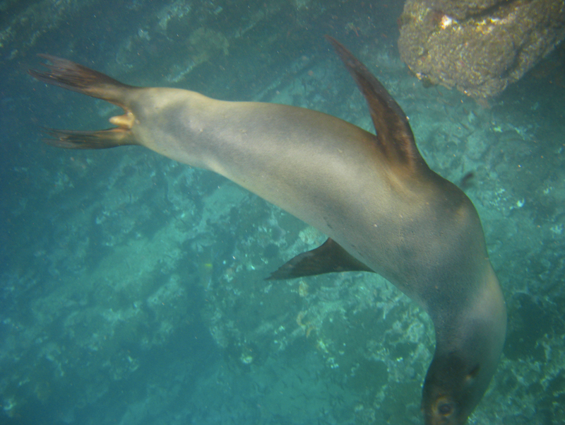 Playful Sea Lions, Punta Vicente Roca 01