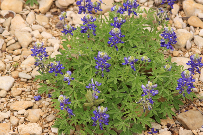 Bluebonnets