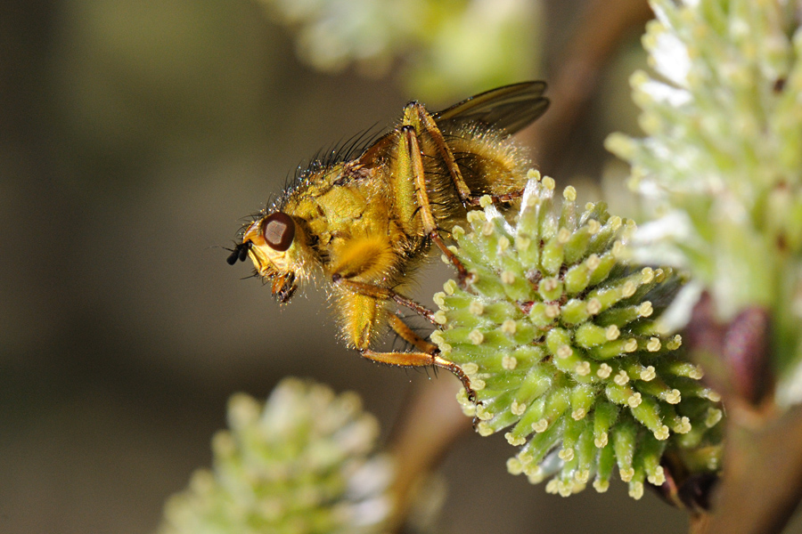 Common yellow dung fly, Scathophaga stercoraria , Almindelig gdningsflue 1