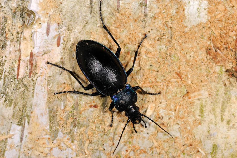 Violet ground beetle, Carabus violaceus, Violetrandet lber 2