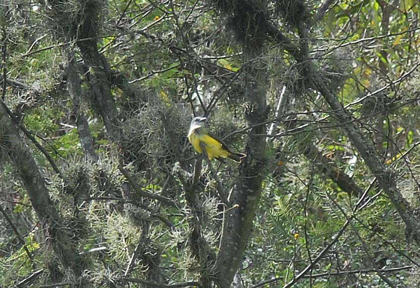 Tropical Kingbird