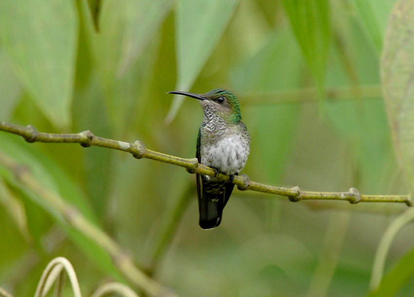 White-necked Jacobin