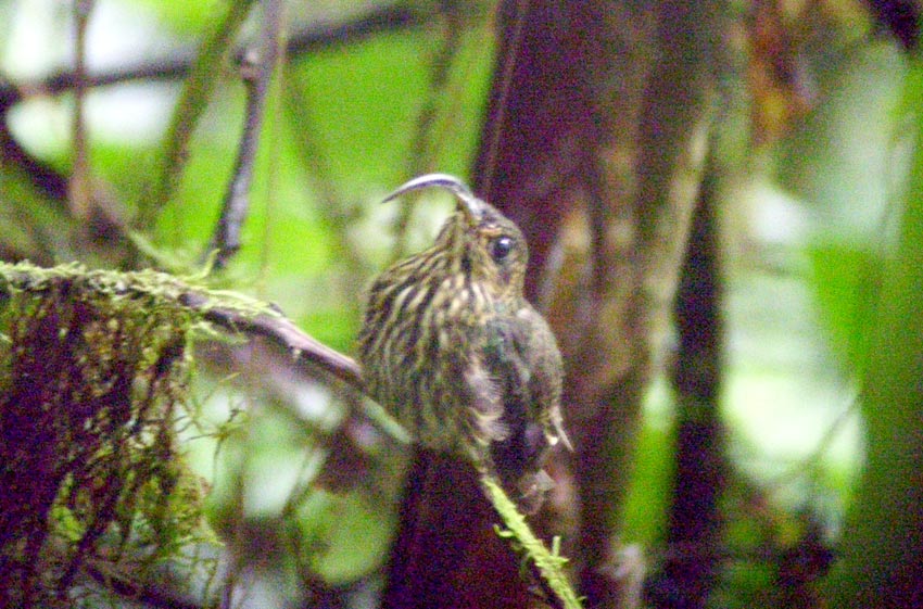 White-tipped Sicklebill