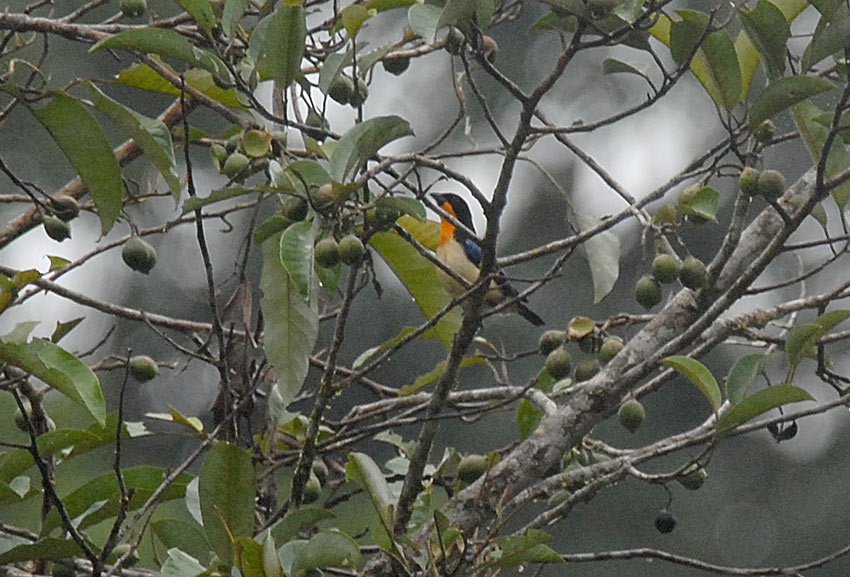 Orange-throated Tanager