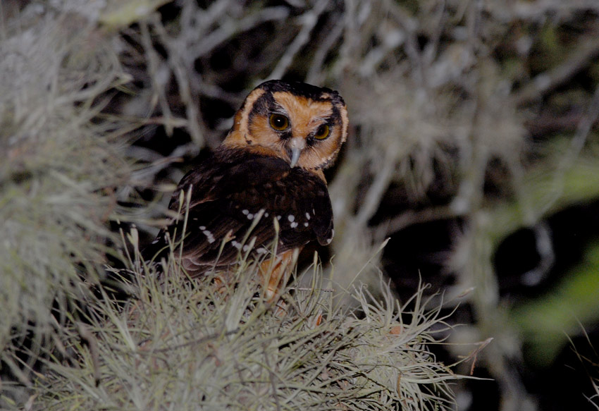 Buff-fronted Owl