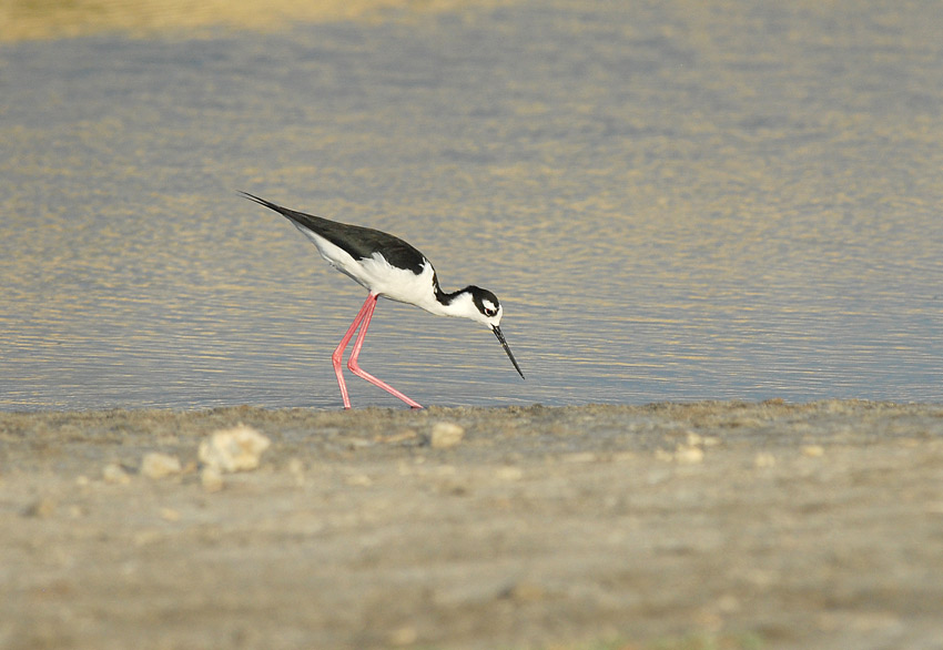 Black-necked Stilt