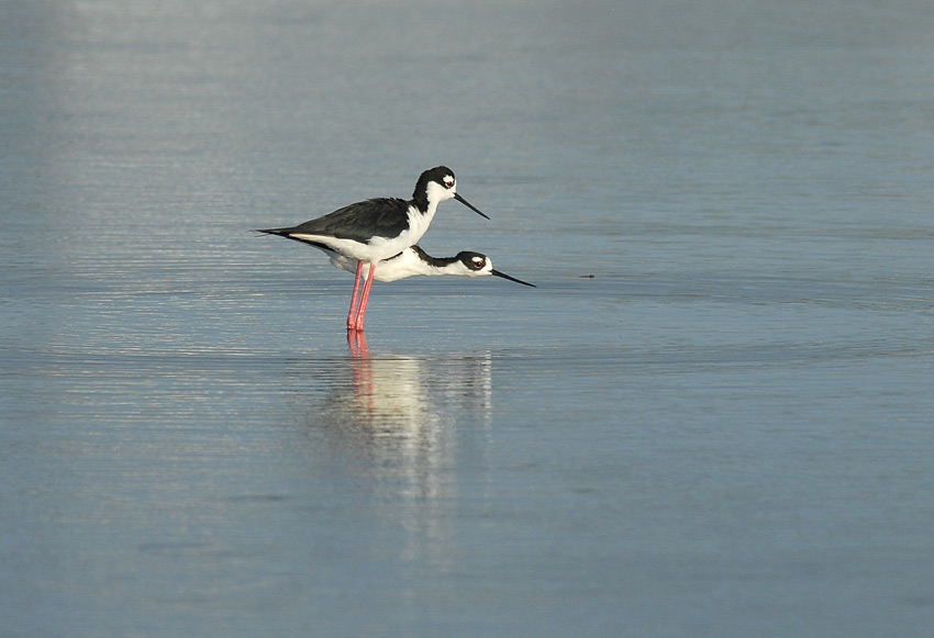 Black-necked Stilt