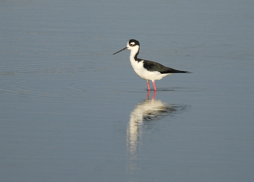 Black-necked Stilt