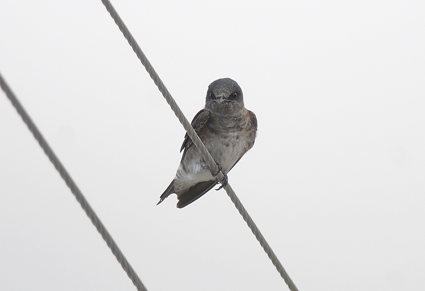 Purple Martin