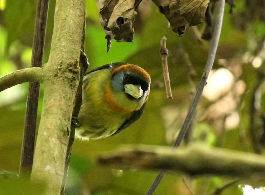 Red-headed Barbet