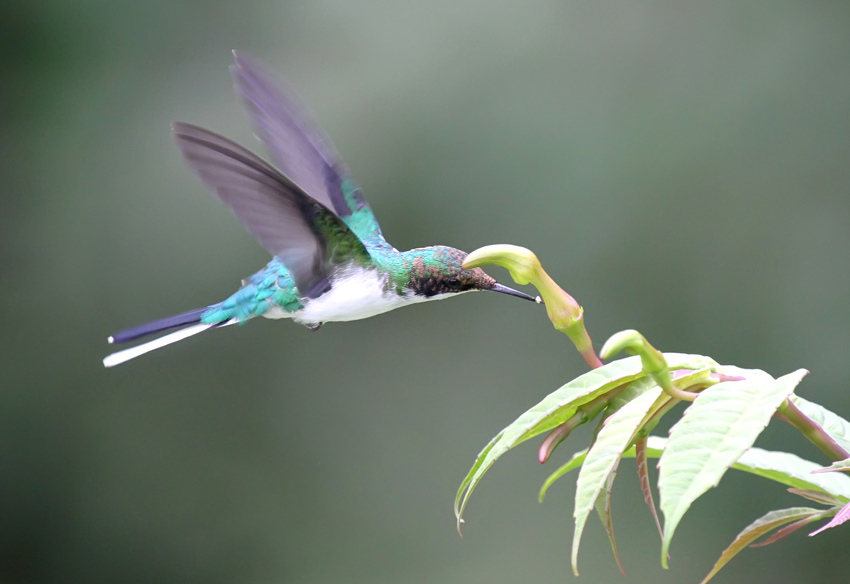 Purple-crowned Fairy