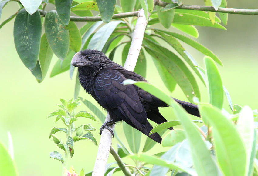 Smooth-billed Ani