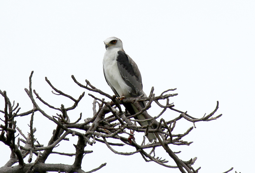 White-tailed Kite