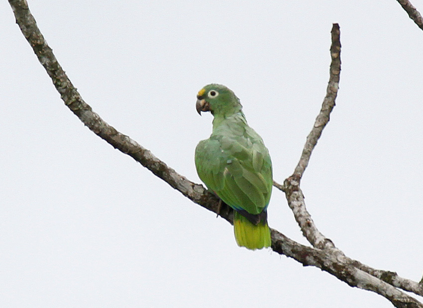 Yellow-crowned Parrot