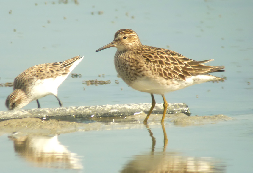 Pectoral Sandpiper