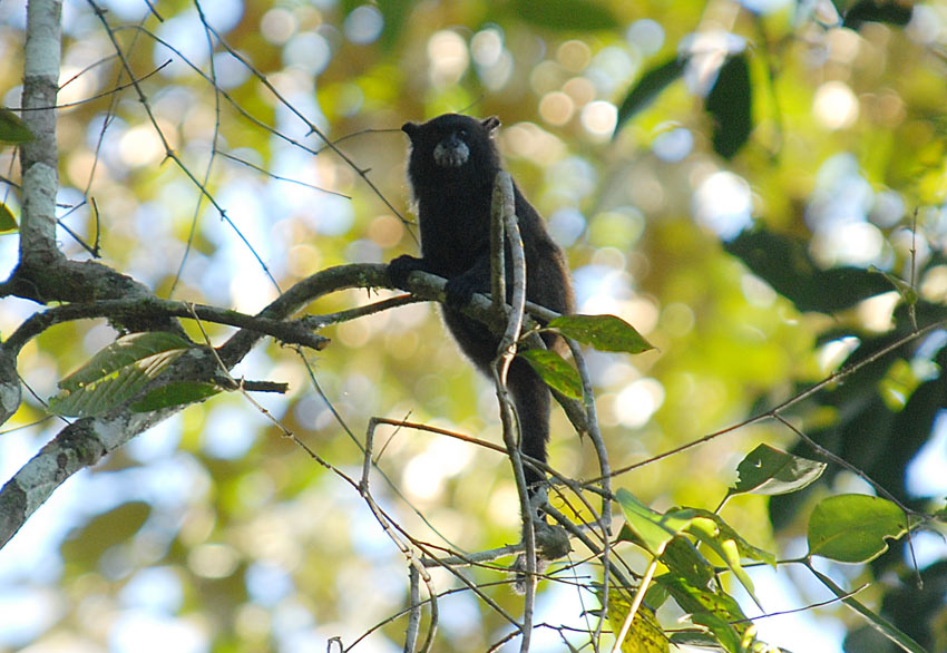 Napo Tamarin