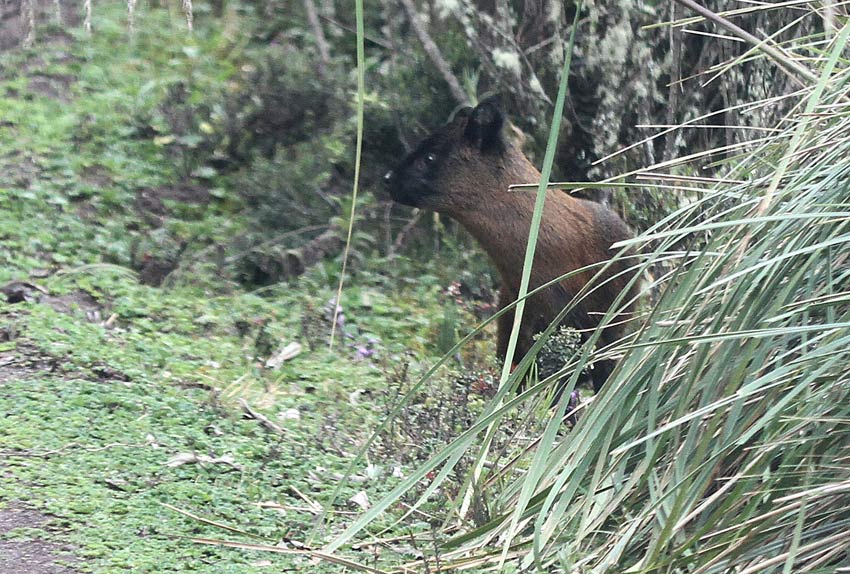 Northern Pudu