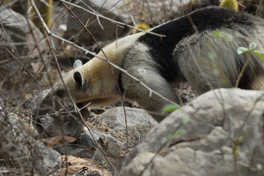 Northern Tamandua