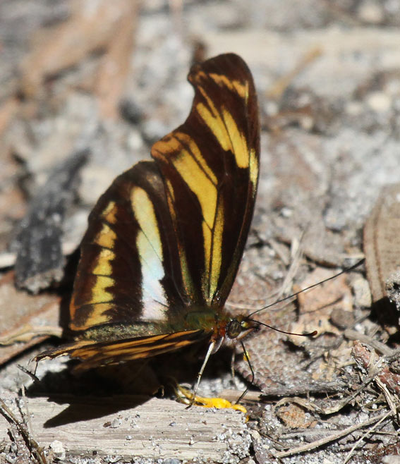 Podotricha euchroia mellosa