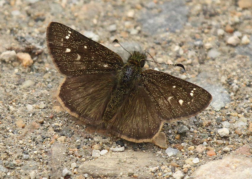 Butterfly San-Isidro