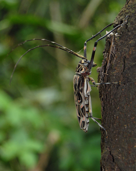 Acrocinus longimanus