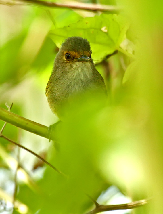 Rusty-fronted Tody-Flycatcher