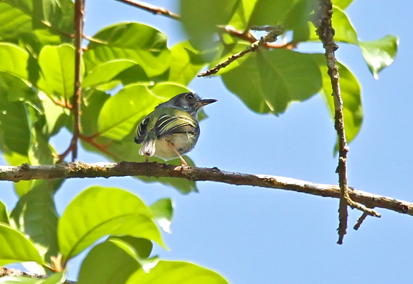 White-bellied Pygmy-Tyrant