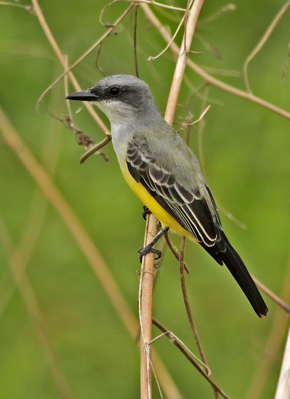 Snowy-throated Kingbird