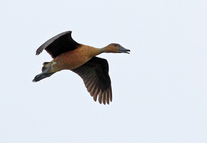 Fulvous Whistling-Duck