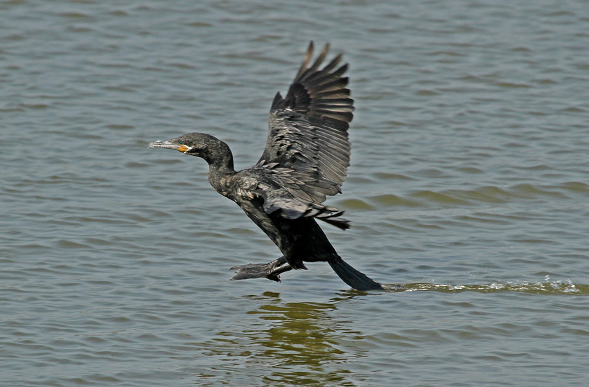 Neotropic Cormorant