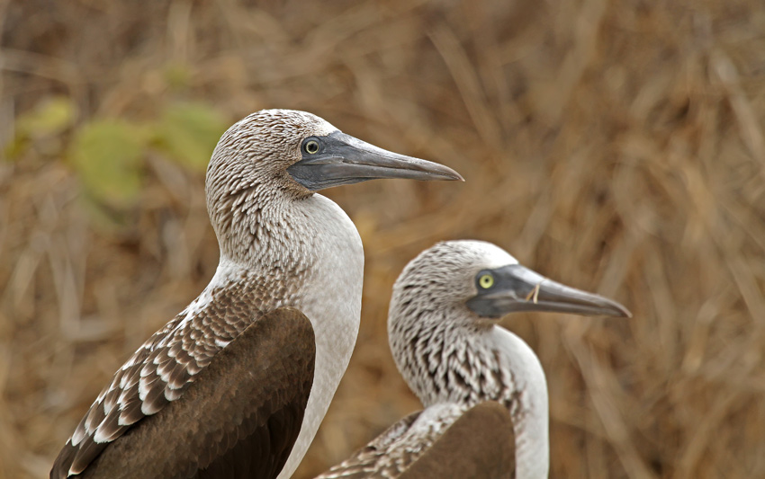 Blue-footed Booby