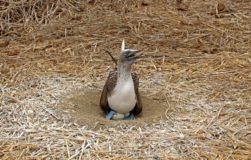 Blue-footed Booby