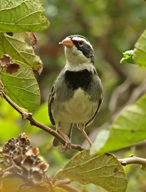Collared Warbling-Finch