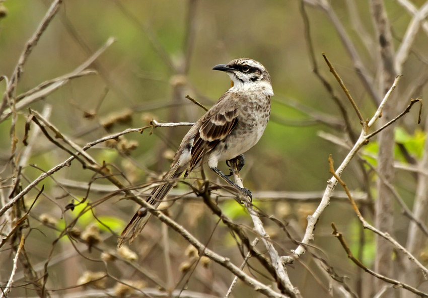 Long-tailed Mockingbird