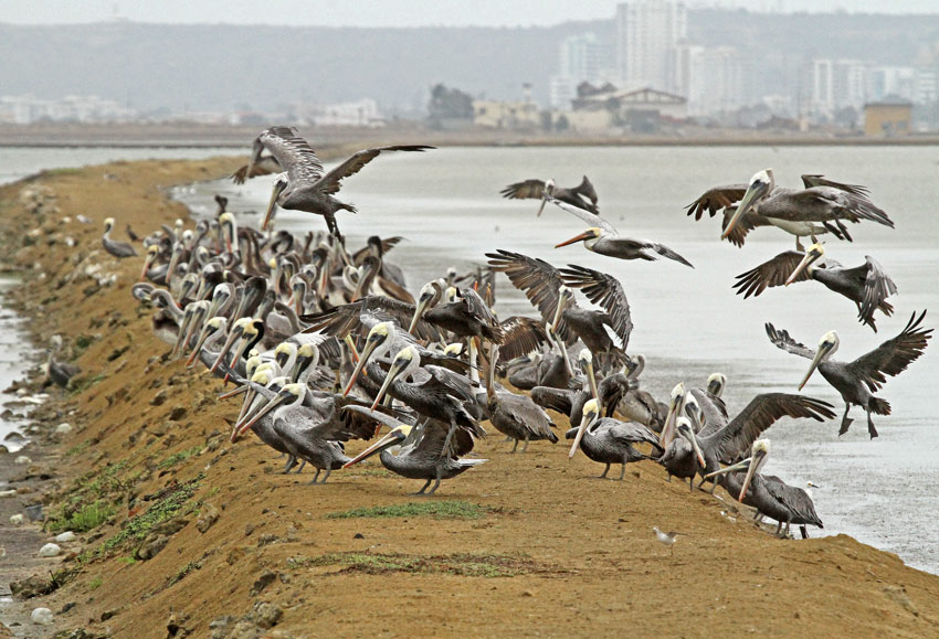 Brown Pelican