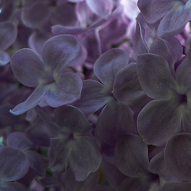 Le lilas